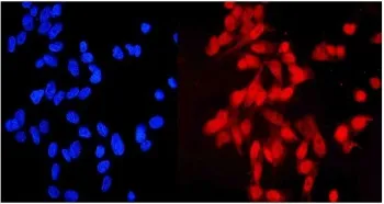 HEC1 Antibody / NDC80 - image 1
