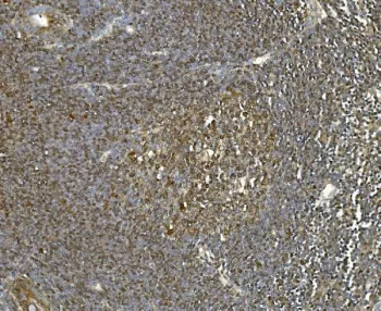 HSC70 Antibody / HSPA8 - image 1