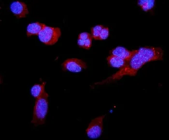 C5a-r Antibody / Complement C5A Receptor - image 1