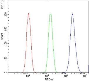 TIF1 alpha Antibody / TIF1A / TRIM24 - image 1