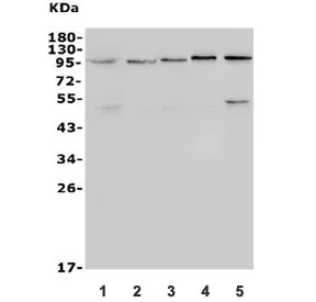 TRPV4 Antibody / Transient receptor potential cation channel subfamily V member 4 - image 1