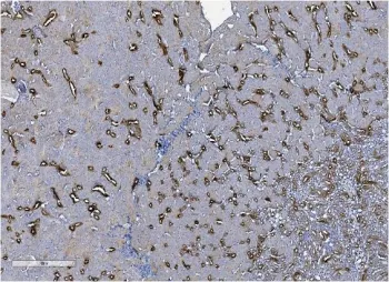 Uromodulin Antibody - image 1