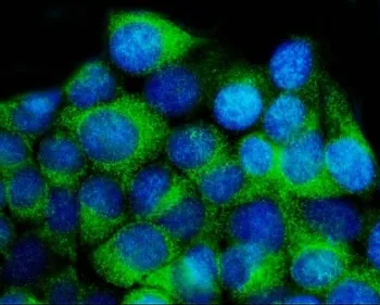 14-3-3 epsilon Antibody / YWHAE - image 1
