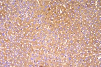 Cfh Antibody / Complement factor H - image 1