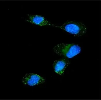 Importin alpha 5 Antibody / KPNA1 / SRP1 - image 1