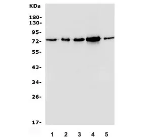 MECP2 Antibody - image 1