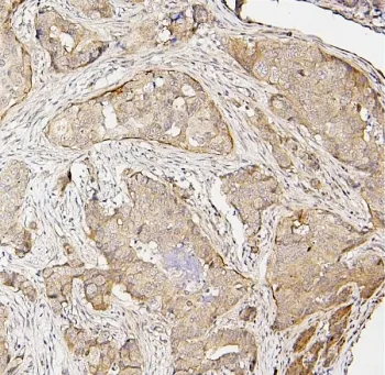 IRF3 Antibody - image 1
