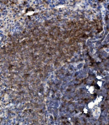Ly6c Antibody - image 1