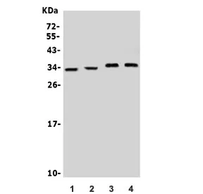 Neurotrophin 3 Antibody / NTF3 - image 1