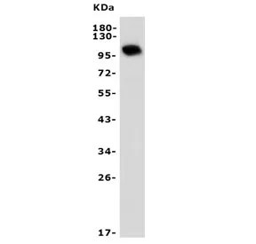 PDE10A Antibody - image 1
