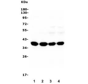 Synaptophysin Antibody - image 1
