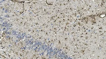 GFAP Antibody - image 1