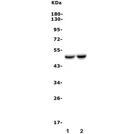 DRD4 Antibody / D4 Dopamine Receptor - image 1