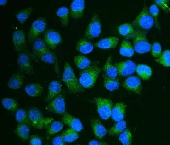 CA13 Antibody / Carbonic Anhydrase XIII - image 1