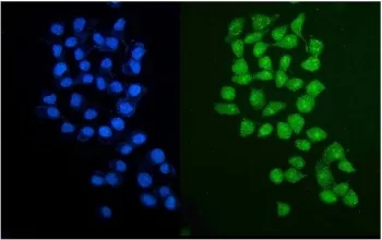 PARP2 Antibody - image 1
