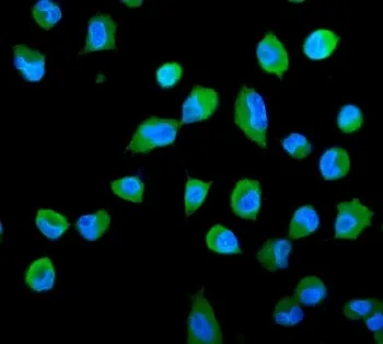 PSME2 Antibody - image 1