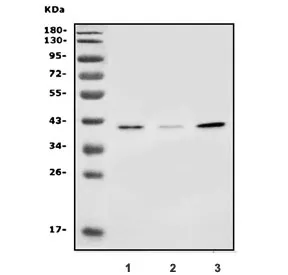 SLC25A19 Antibody - image 1