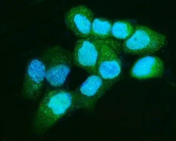 Apc5 Antibody / Anaphase-promoting complex subunit 5 - image 1