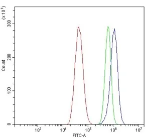 Kv1.1 Antibody / KCNA1 - image 1