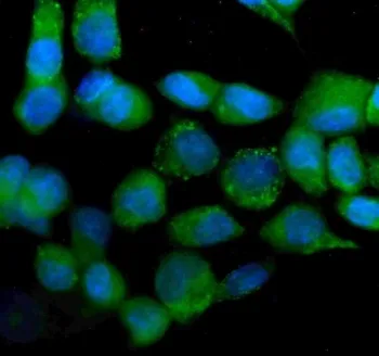 IDH2 Antibody / Isocitrate dehydrogenase 2 - image 1