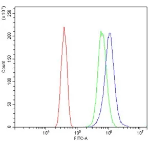CA1 Antibody / Carbonic Anhydrase I - image 1