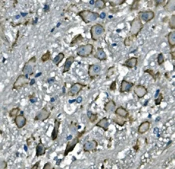 Cd97 Antibody - image 1