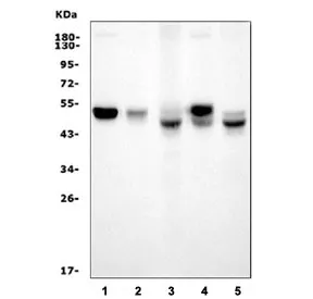 Interferon regulatory factor 3 Antibody / Irf3 - image 1