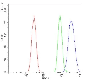 Irf3 Antibody / Interferon regulatory factor 3 - image 1