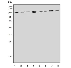 CLCN5 Antibody / CIC-5 antibody - image 1