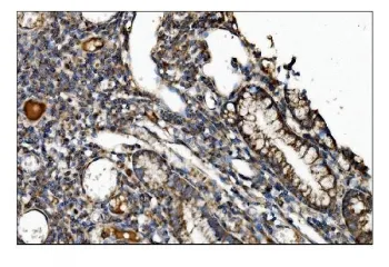 CTLA-4 Antibody / CD152 - image 1
