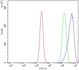 Beta Enolase Antibody / ENO3 / Enolase 3 - image 1