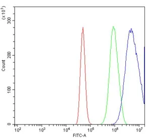 Proteasome subunit beta type-6 Antibody / PSMB6 - image 1