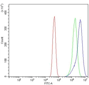 ACTN2 Antibody / Alpha Actinin 2 / Sarcomeric Alpha Actinin - image 1