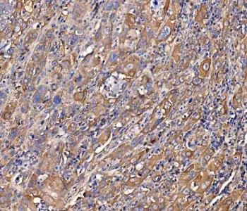 SCRN1 Antibody / Secernin-1 - image 1