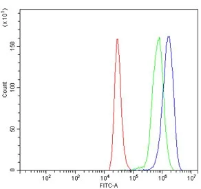c-Myc Antibody - image 1