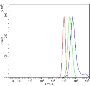 PTPN2 Antibody / Protein tyrosine phosphatase non receptor type 2 - image 1