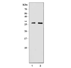 Granzyme M Antibody / Gzmm - image 1