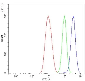 IRF7 Antibody / Interferon regulatory factor 7 - image 1
