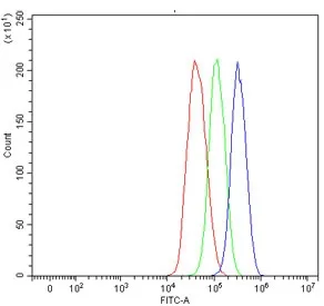 ALDH1A1 Antibody / Aldehyde Dehydrogenase 1A1 - image 1