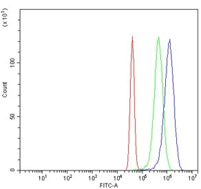 POLA2 Antibody / DNA polymerase alpha subunit B - image 1