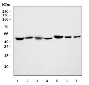 Oct4 Antibody / POU5F1 - image 1