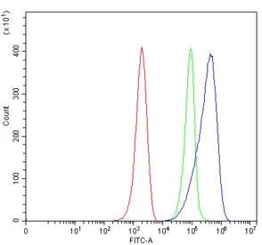 C5B Antibody / Complement C5B - image 1