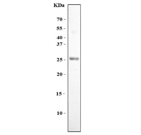 Fibroblast Growth Factor 11 Antibody / FGF11 - image 1