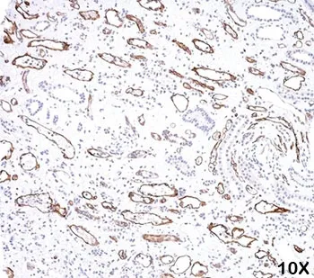 C4d / Complement 4d Antibody - image 1