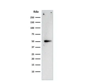 Cyclin A2 Antibody / CCNA2 - image 1