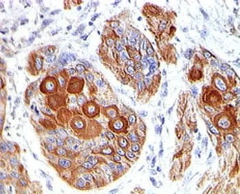 CD86 Antibody - image 1