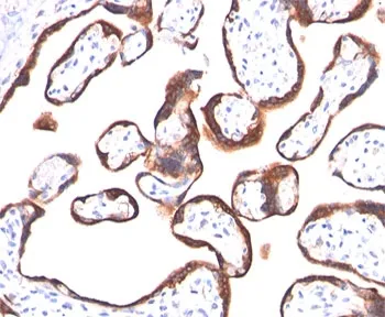 hCG alpha Antibody / Luteinizing Hormone alpha - image 1