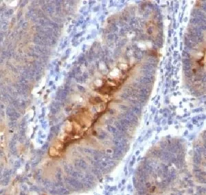 Secretory Component p85 Antibody / ECM1 - image 1