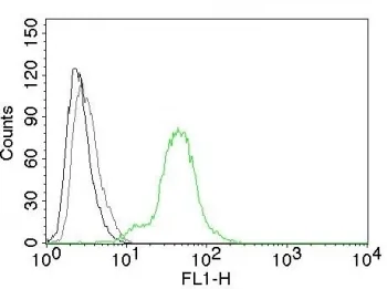 Estrogen Receptor beta Antibody - image 1