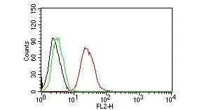 Estrogen Receptor beta Antibody - image 1